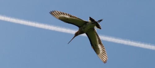 Vogel-s
